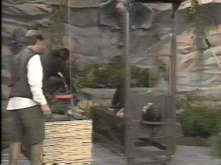 Danni Pied - Wild Animal Games