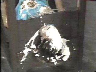 Danni Pied - Wild Animal Games