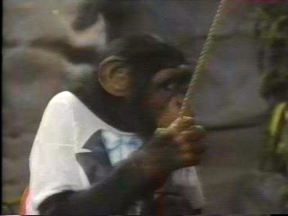 pie wild animal games