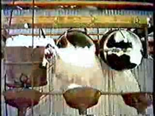 Where Angels Go, Trouble Follows