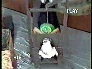 Elvira: Mistress of the Dark,  Wild Animal Games