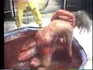 Messy Jelly Wrestling