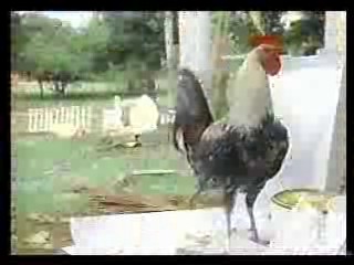 Parent Trap: Hawaiian Honeymoon