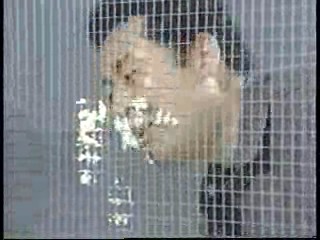 Japanese comedy show