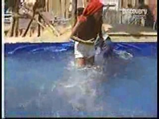 Japanese TV, Log Rolling