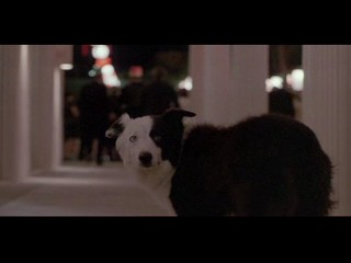 Down and Out Beverly Hills