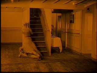 La SirÃ¨ne des tropiques