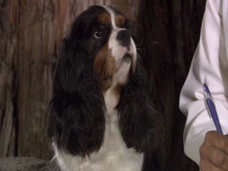 Dr. Dolittle: Tail to the Chief