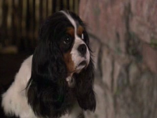 Dr. Dolittle: Tail to the Chief