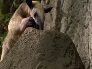 Dr. Dolittle: Tail to the Chief