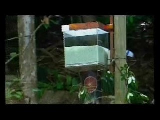 I'm A Celebrity :-  Bush Battle