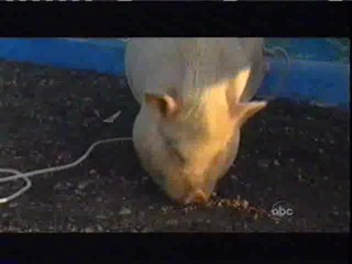 Wipeout Obstacle Course