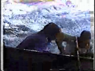 Trouble in Paradise,  Fantasy Island