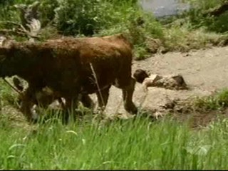 Wendy Crewson in the movie  'Twelve Mile Road'