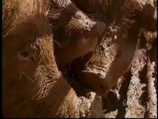 Fear Factor Pig Pen Race