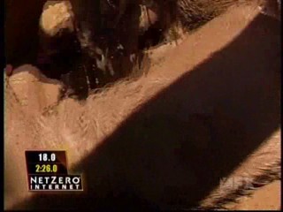 Fear Factor Pig Pen Race