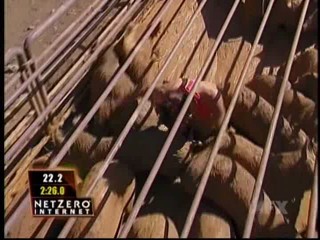 Fear Factor Pig Pen Race