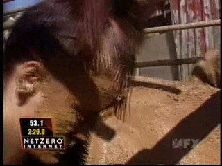 Fear Factor Pig Pen Race