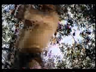 Carry On Up The Jungle