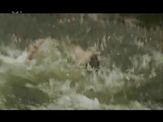 SnÄ›Å¾nÃ½ drak