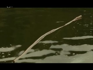 SnÄ›Å¾nÃ½ drak