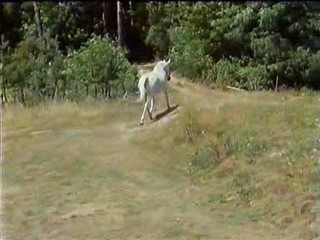 Dedictvi aneb kurvahosigutntag