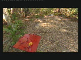 I'm a Celebity - Get Me Outta Here