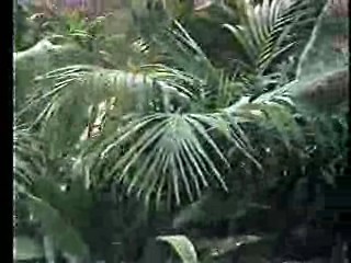 Tarzan (1968 tv series),  General Hospital