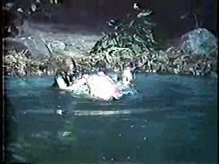 Harper Valley PTA,,  Tarzan TV series