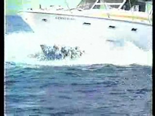 Greatest American Hero,  CHiPs