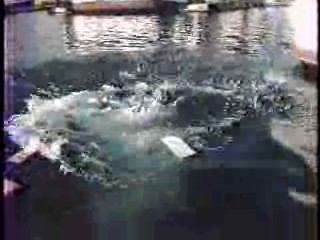 Real People,  Ernie Kovacs,  Riptide