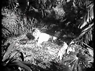 Saturday Night Live,  Tarzan's Hidden Jungle