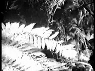 Saturday Night Live,  Tarzan's Hidden Jungle