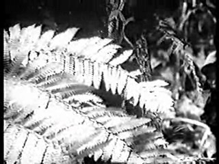 Saturday Night Live,  Tarzan's Hidden Jungle