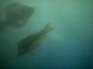 Carl Orff - Carmina Burana