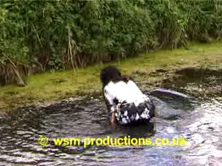 Dee In The Duck Pond