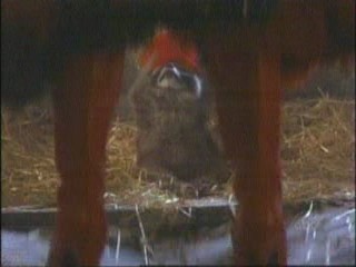 101 Dalmatians (1996)