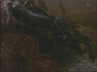 101 Dalmatians (1996)