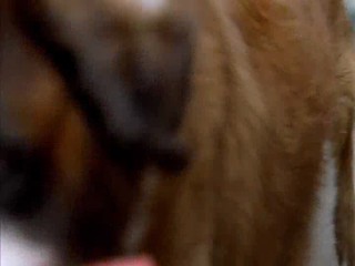 Beethoven's Big Break